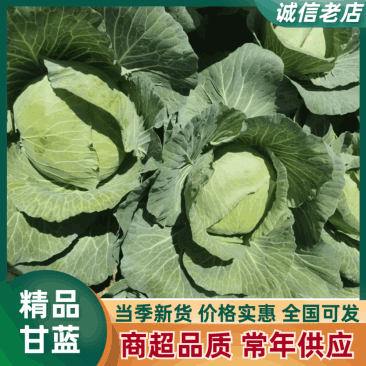 河南平顶山精品甘蓝产地直供现货批发欢迎来电咨询