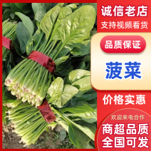 河南平顶山大叶菠菜产地稳定供货可视频看货欢迎咨询
