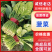 河南平顶山大叶菠菜产地稳定供货可视频看货欢迎咨询