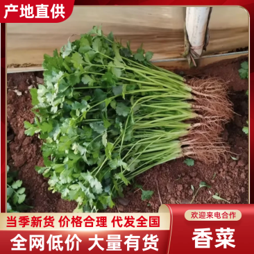 【源头直采】河南平顶山大叶香菜新鲜上市量大价优欢迎咨询