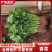 【源头直采】河南平顶山大叶香菜新鲜上市量大价优欢迎咨询