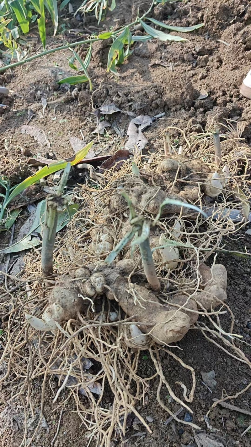 野生黄精，规格齐全，产地直发，大量有货，欢迎咨询采购