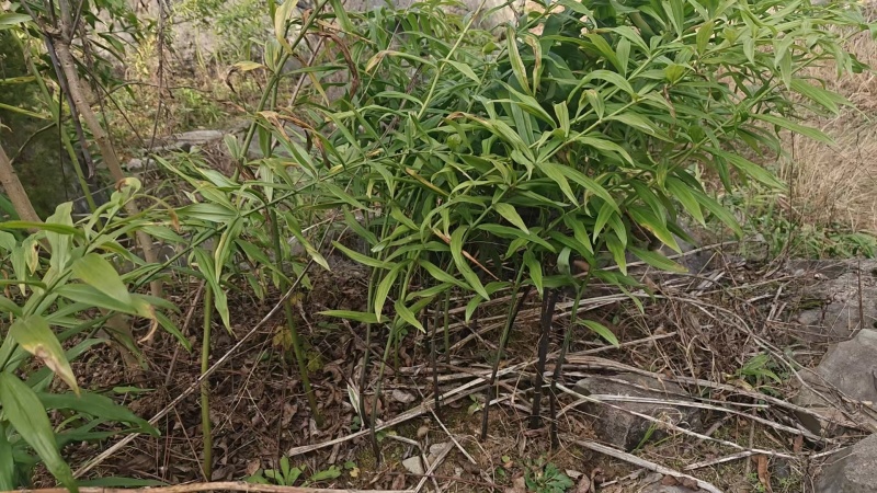 野生黄精，规格齐全，产地直发，大量有货，欢迎咨询采购
