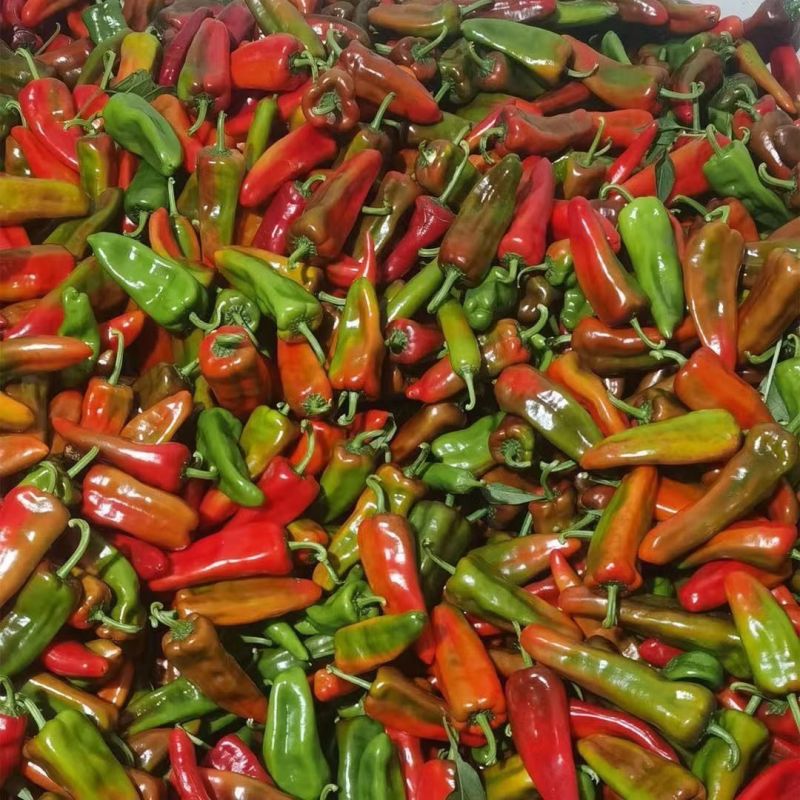 热卖鲜辣椒花辣椒七彩椒青红椒花公鸡杂椒可视频
