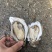 【生蚝】广东湛江精品白蚝可询价各种规格齐全