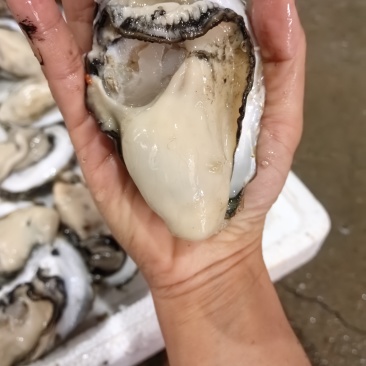 【生蚝】广东湛江精品白蚝可询价各种规格齐全