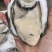 【精品】湛江优质生蚝原厂地发货口感鲜甜嫩