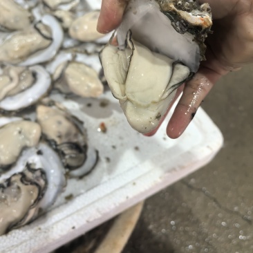 【精品】湛江优质生蚝原厂地发货口感鲜甜嫩