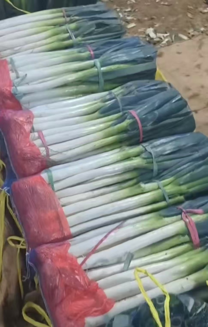 精品铁杆大葱根根精品协助打包装车发货对接商超市场