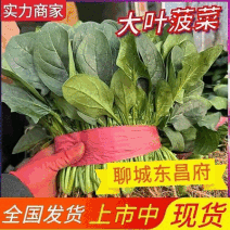 【大叶菠菜】山东菠菜/产地现货供应/货源充足/全国发货