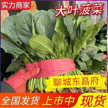 【大叶菠菜】山东菠菜/产地现货供应/货源充足/全国发货