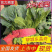 【大叶菠菜】山东菠菜/产地现货供应/货源充足/全国发货