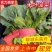 【大叶菠菜】山东菠菜/产地现货供应/货源充足/全国发货