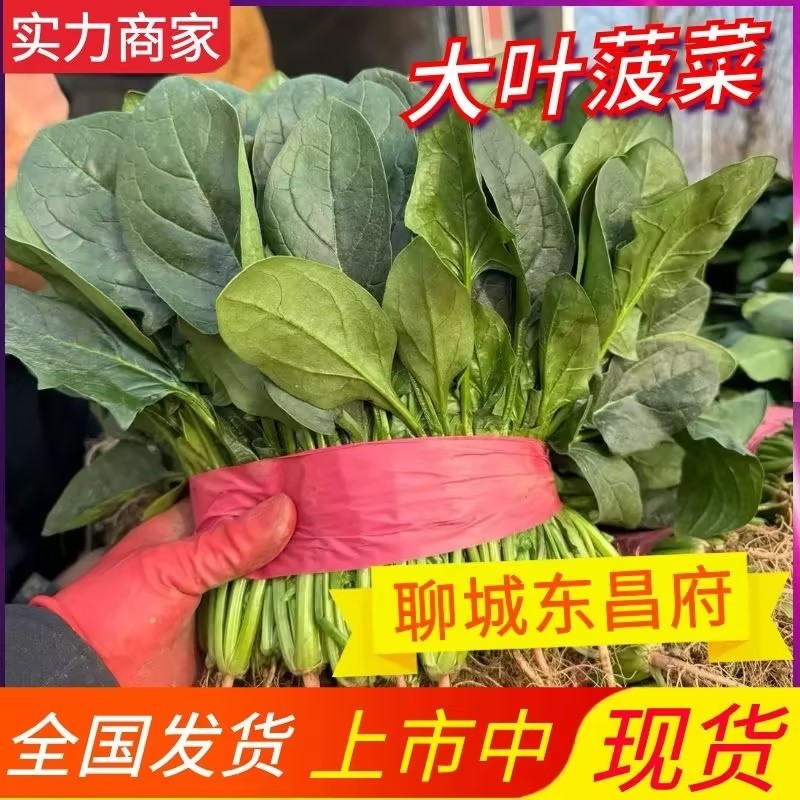 【大叶菠菜】山东菠菜/产地现货供应/货源充足/全国发货