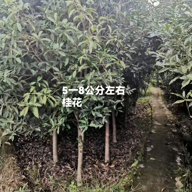 桂花树，四川桂花树产地直供成活率高对接全国，可视频看货