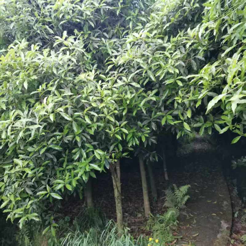 桂花树，四川桂花树产地直供成活率高对接全国，可视频看货