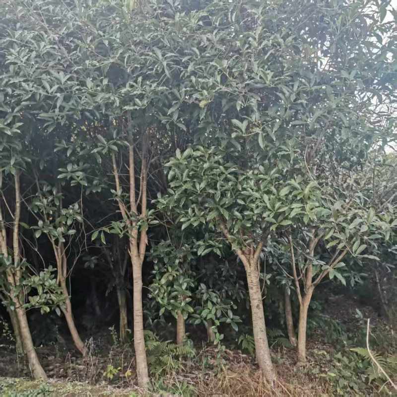 桂花树，四川桂花树产地直供成活率高对接全国，可视频看货