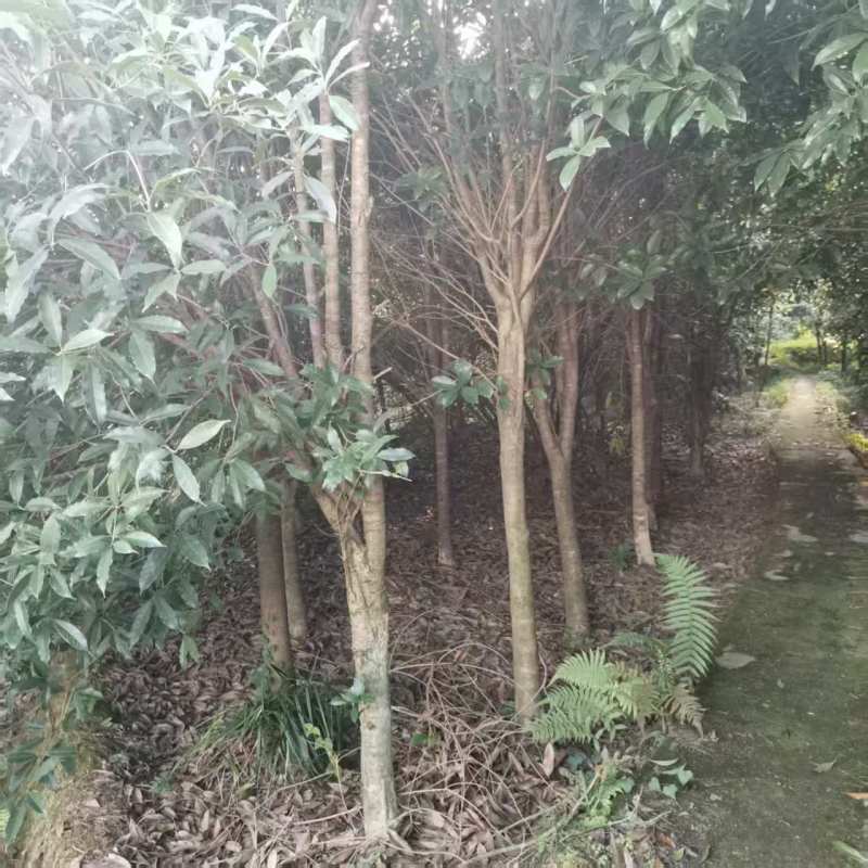 桂花树，四川桂花树产地直供成活率高对接全国，可视频看货