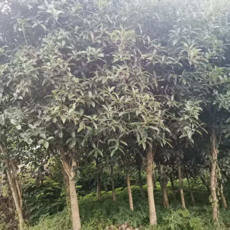 桂花树，四川桂花树产地直供成活率高对接全国，可视频看货