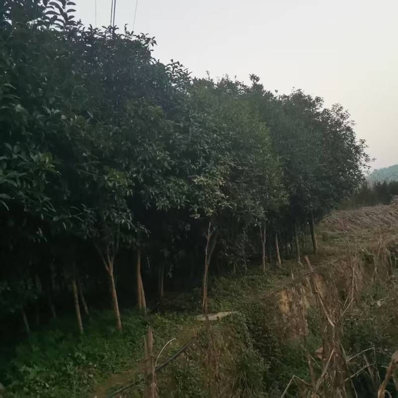 桂花树，四川桂花树产地直供成活率高对接全国，可视频看货