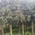 桂花树，四川桂花树产地直供成活率高对接全国，可视频看货