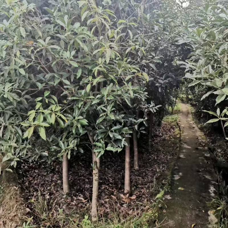桂花树，四川桂花树产地直供成活率高对接全国，可视频看货