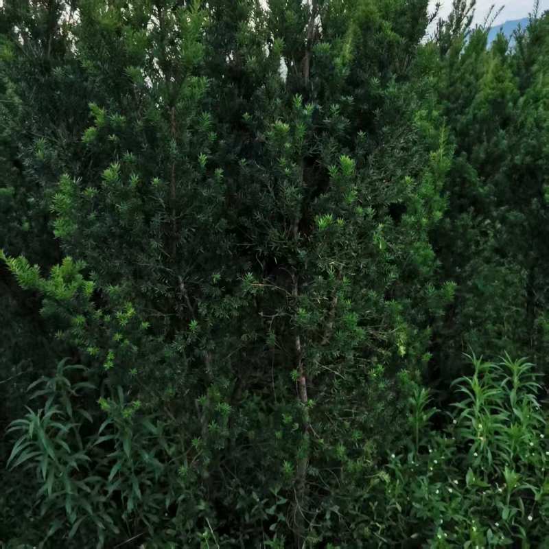 曼地亚红豆杉苗圃直供产地直供大量有货，各种规格都有