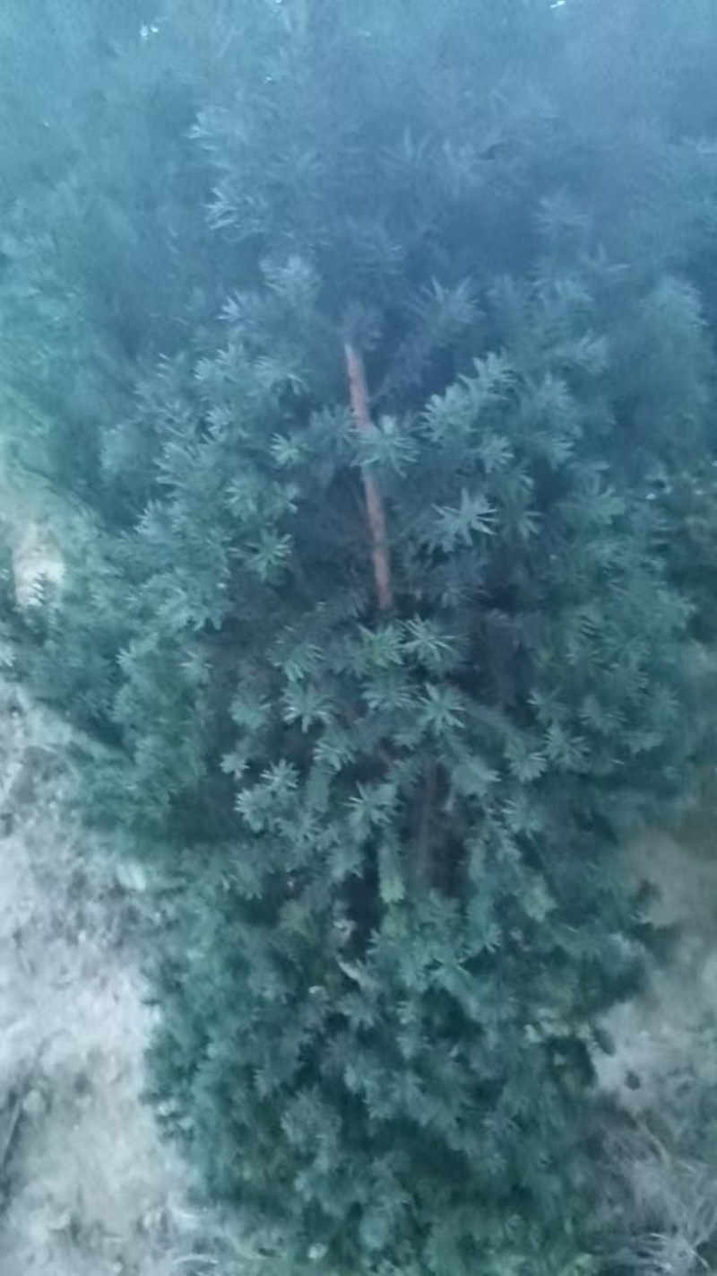 曼地亚红豆杉苗圃直供产地直供大量有货，各种规格都有