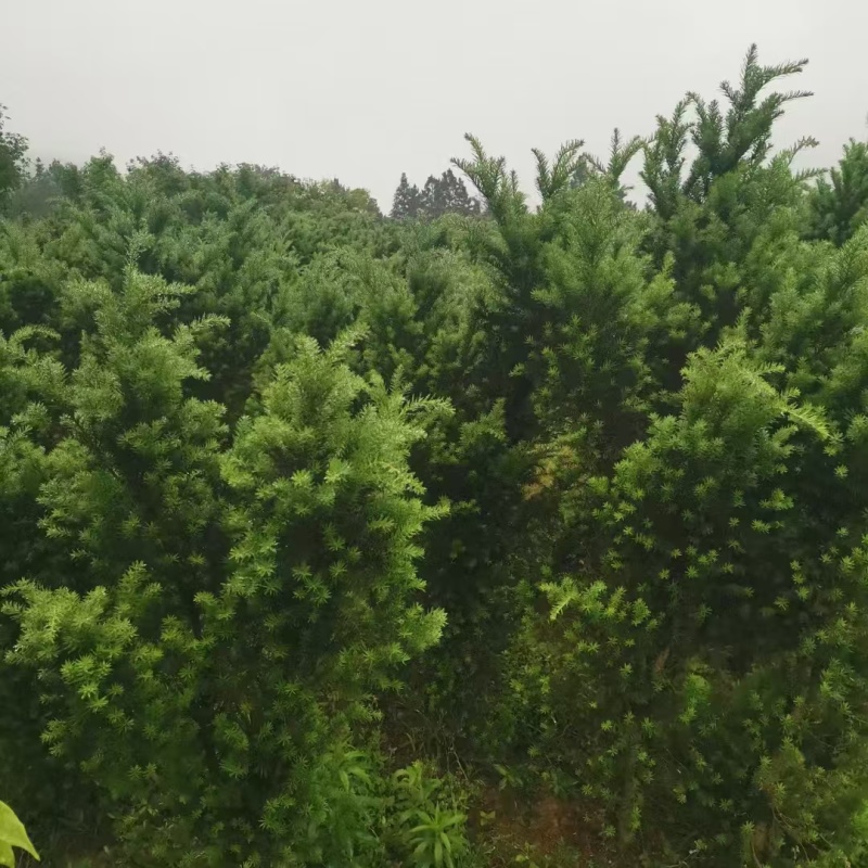 曼地亚红豆杉苗圃直供产地直供大量有货，各种规格都有