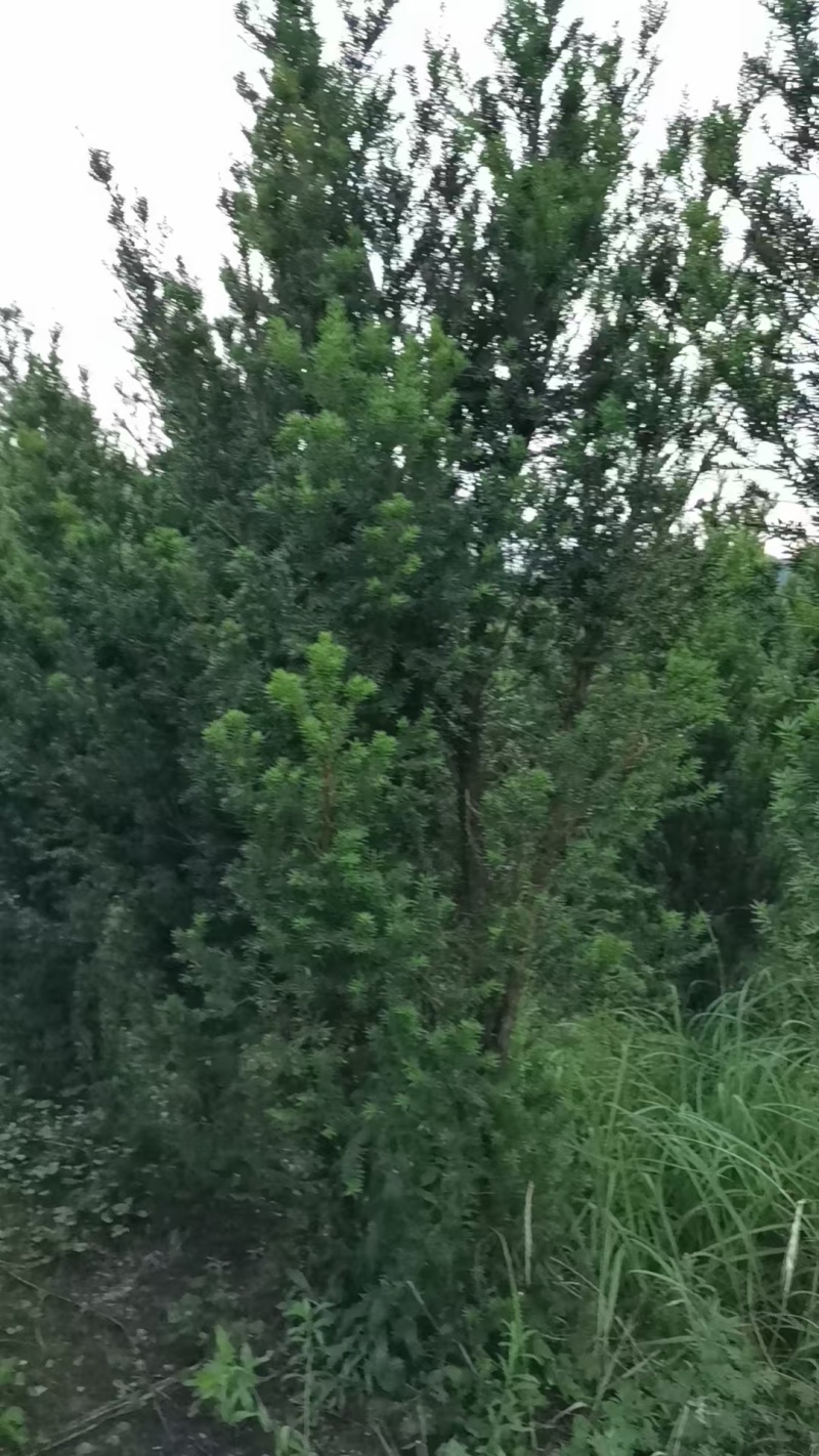 曼地亚红豆杉苗圃直供产地直供大量有货，各种规格都有