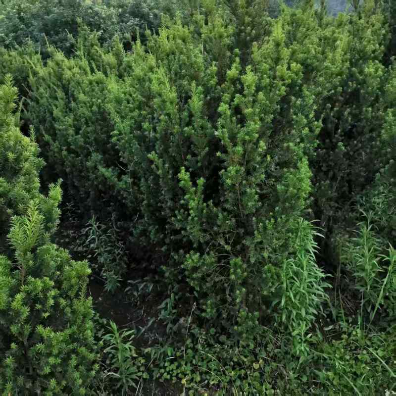 曼地亚红豆杉苗圃直供产地直供大量有货，各种规格都有