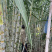 《精选》青皮甘蔗/10根60斤左右/一手货源/全国发货
