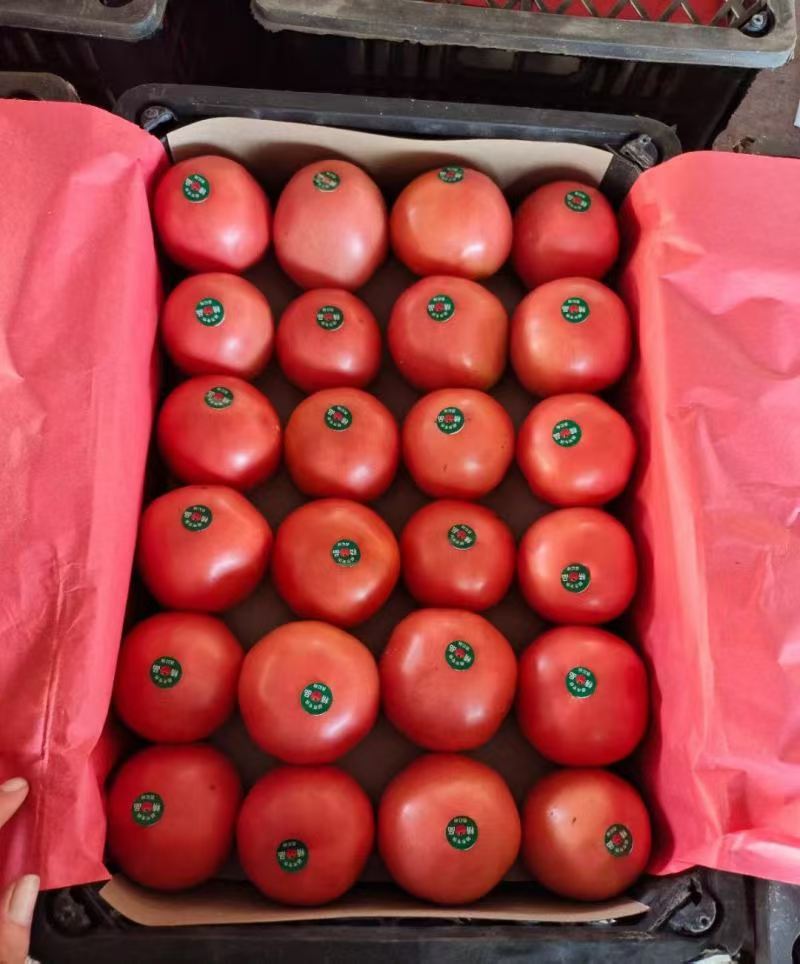 优选大红硬粉西红柿品种多样供应商超市场价格电议协助装车