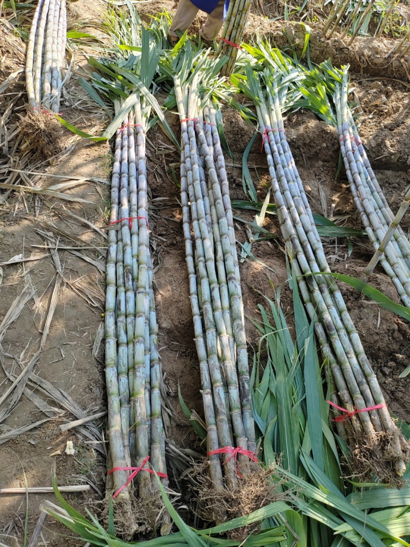 《青皮甘蔗》湖北甘蔗青皮/基地直供/量大从优/全国发货