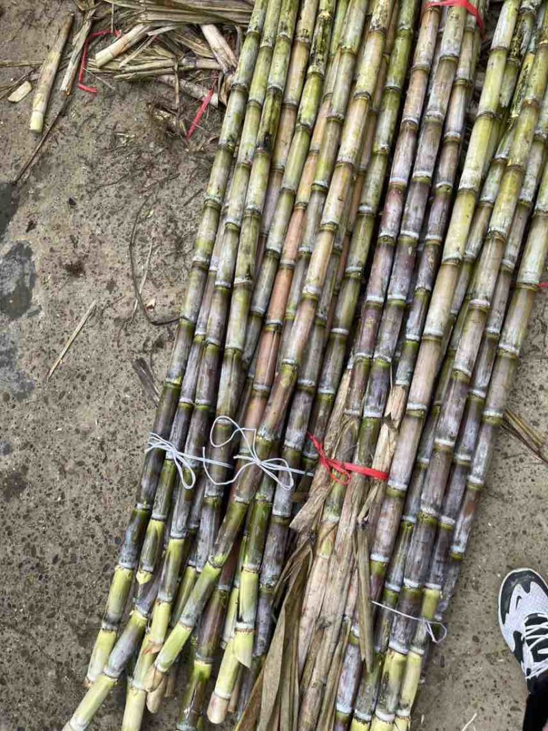 《青皮白玉甘蔗》湖北仙桃产地/一手货源/全国发货/可视频