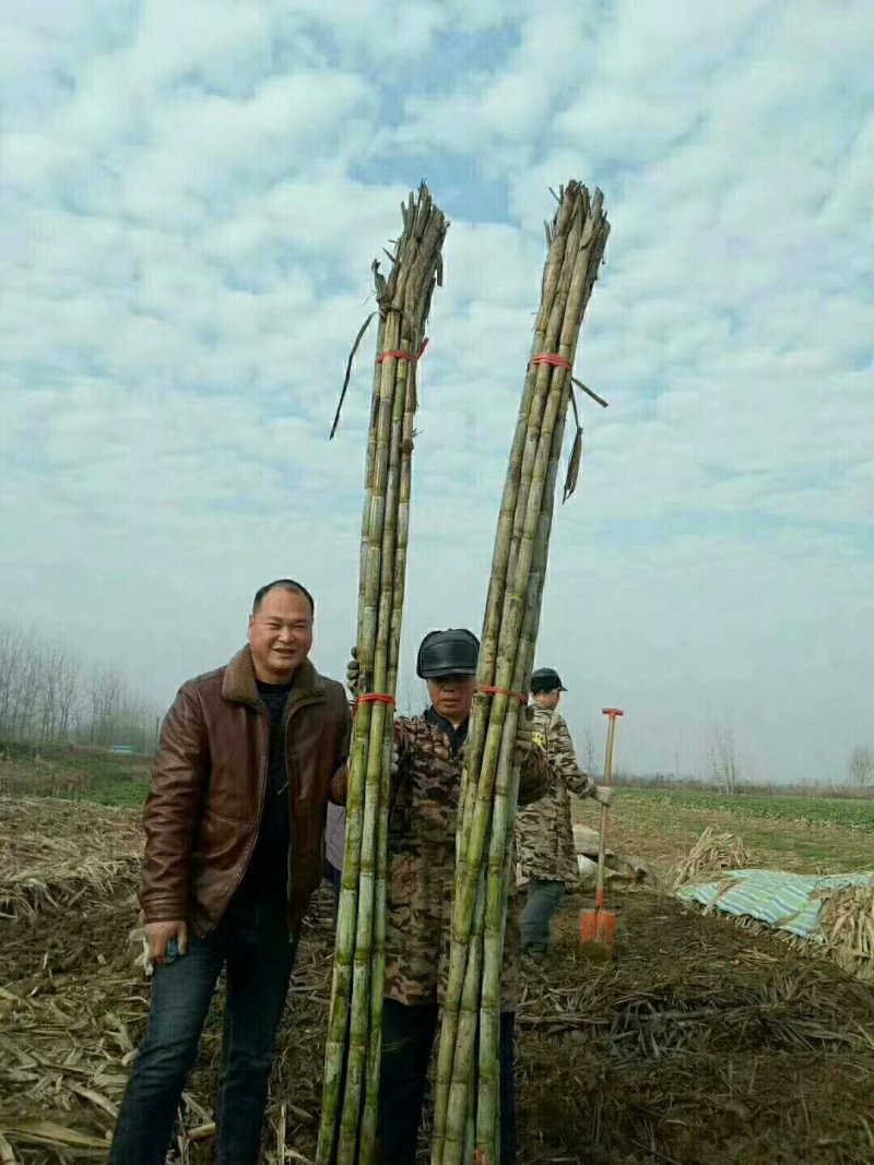 《青皮白玉甘蔗》湖北仙桃产地/一手货源/全国发货/可视频