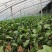 江苏徐州自营农场茄子产地直发价格实惠可大量承接工厂商超