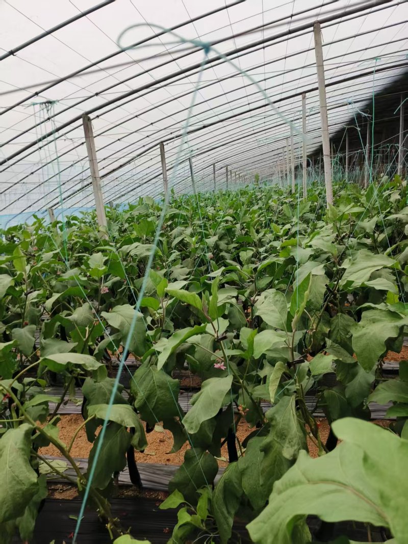 江苏徐州自营农场茄子产地直发价格实惠可大量承接工厂商超