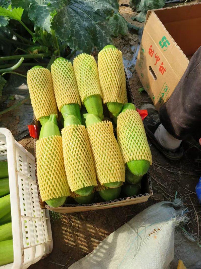 西葫芦价格合理物流方便提供各种包装高质量西葫芦