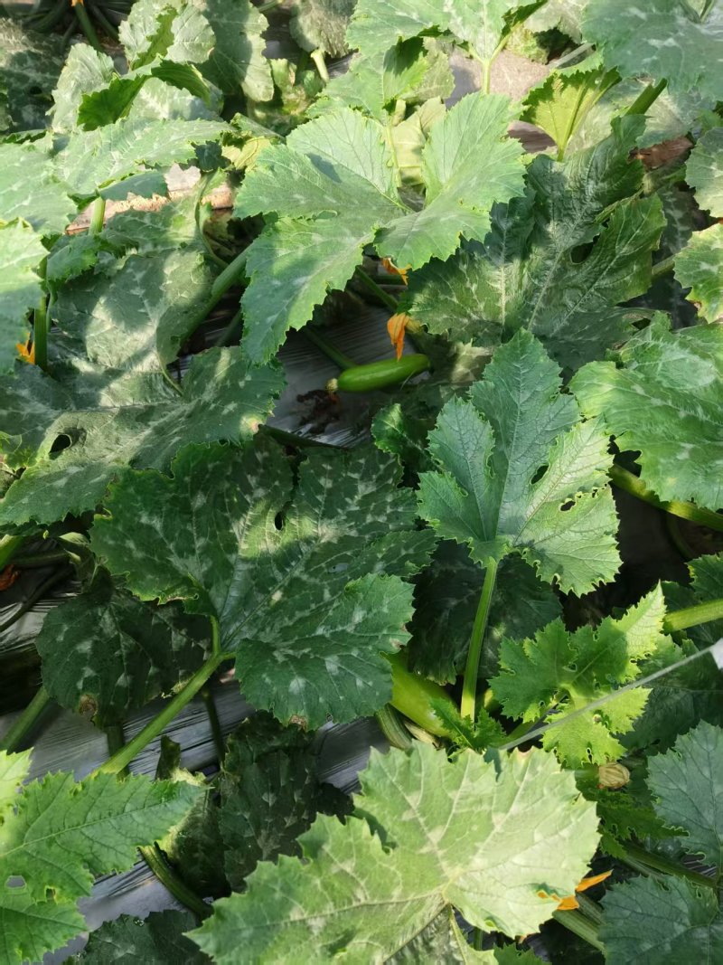 西葫芦价格合理物流方便提供各种包装高质量西葫芦