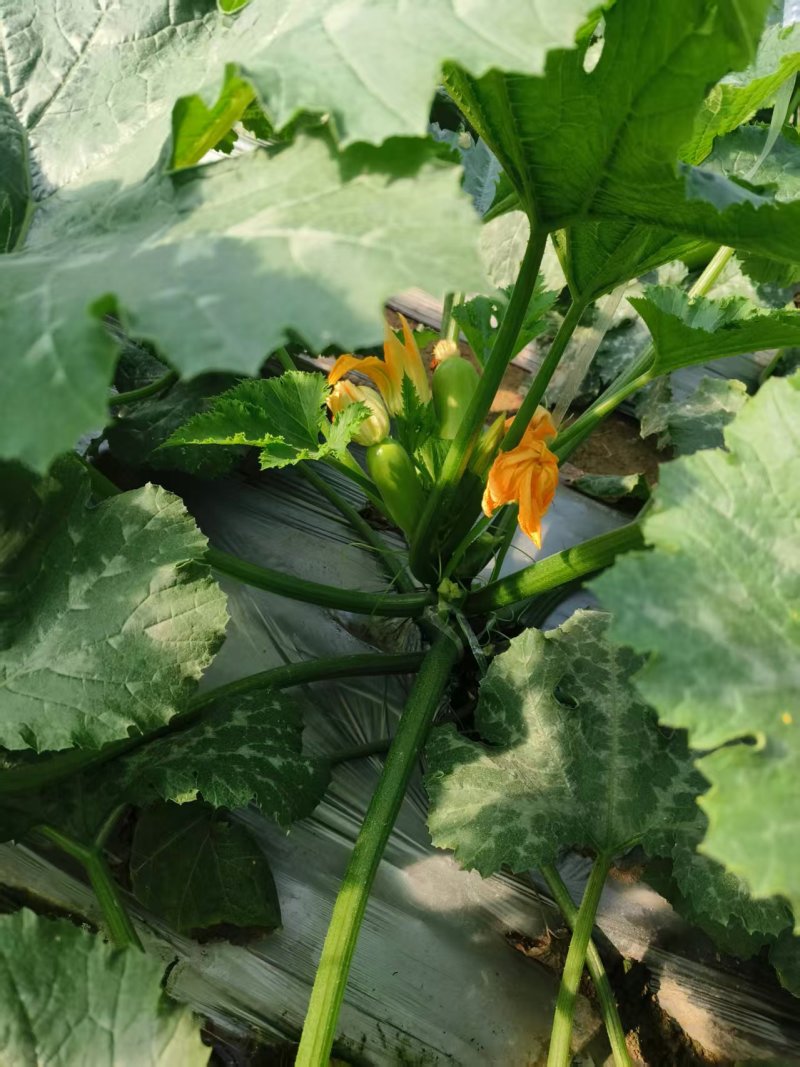 西葫芦价格合理物流方便提供各种包装高质量西葫芦