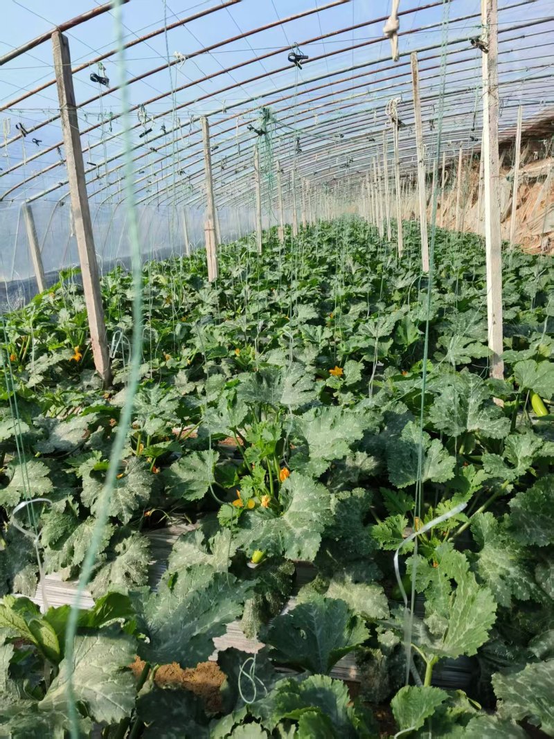 西葫芦价格合理物流方便提供各种包装高质量西葫芦