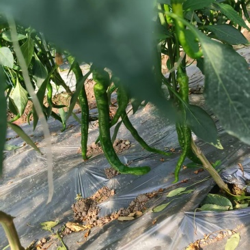 小螺丝椒一级精品螺丝椒基地直发保质保量可根据需求包装