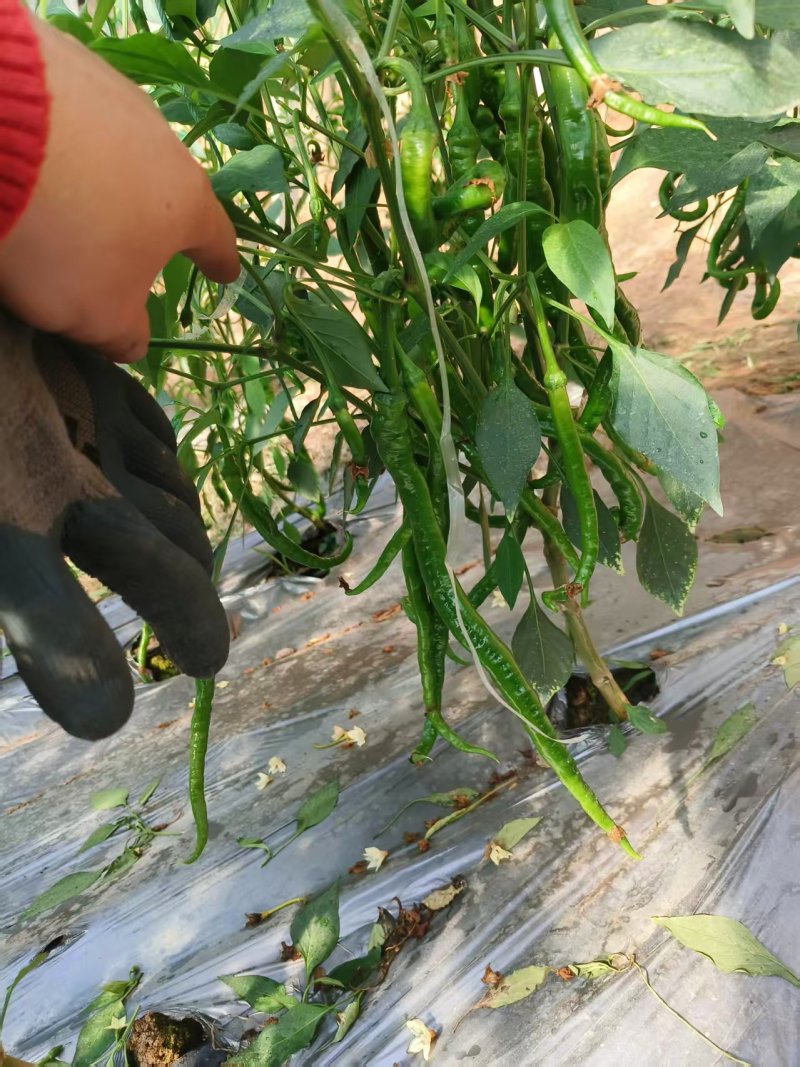 小螺丝椒一级精品螺丝椒基地直发保质保量可根据需求包装