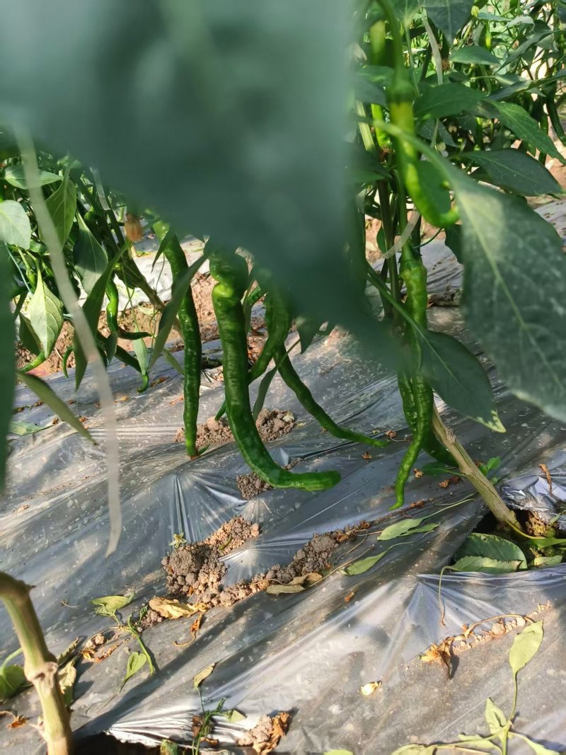 江苏线椒精品筛选现摘质量好，价格优惠，量大从优欢迎采购