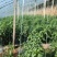 江苏线椒精品筛选现摘质量好，价格优惠，量大从优欢迎采购