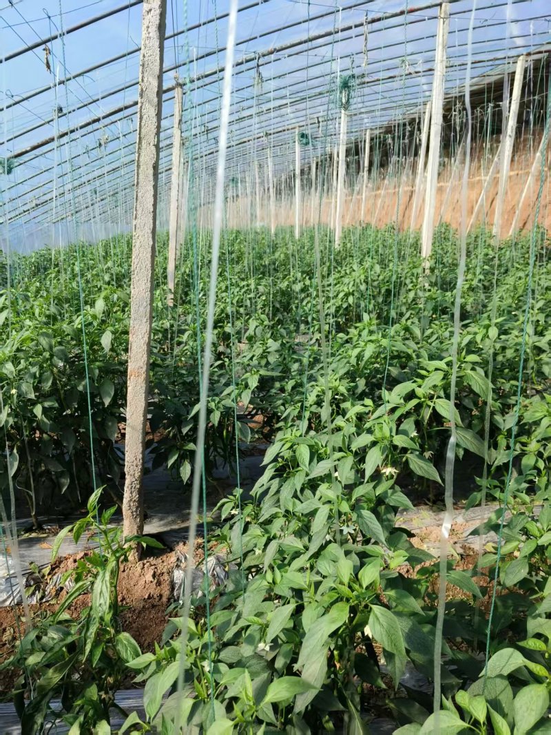 江苏线椒精品筛选现摘质量好，价格优惠，量大从优欢迎采购