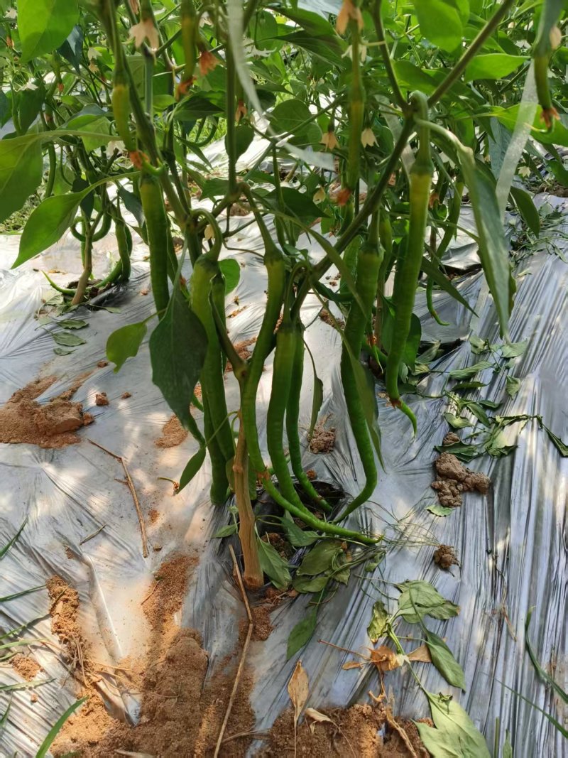 江苏线椒精品筛选现摘质量好，价格优惠，量大从优欢迎采购