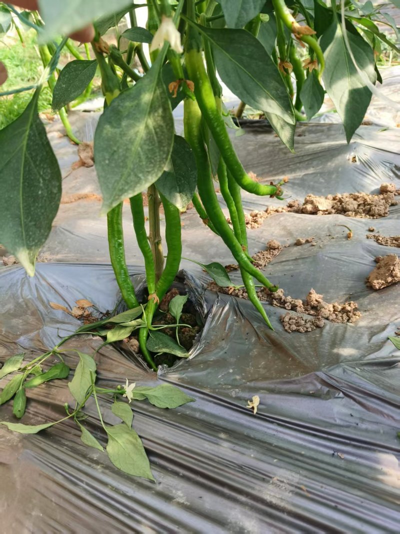 江苏线椒精品筛选现摘质量好，价格优惠，量大从优欢迎采购