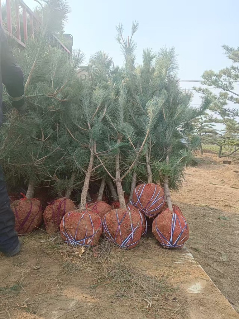 黑松（土球）欢迎采购可视频看货价格实惠老客户回购率高